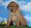 AKC Registered Labrador Retriever (Fox Red) For Sale Sugarcreek, OH Female - Cassidy
