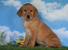 AKC Registered Labrador Retriever (Fox Red) For Sale Sugarcreek, OH Female - Cassidy
