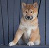 AKC Registered Shiba Inu For Sale Millersburg, OH Male - Prancer
