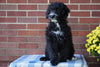 Mini Bernedoodle For Sale Applecreek, OH Male - Cole
