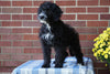 Mini Bernedoodle For Sale Applecreek, OH Male - Cole