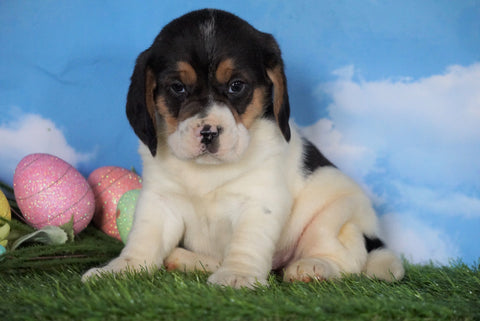 Beagle For Sale Sugarcreek, OH Male - Buddy