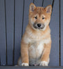 AKC Registered Shiba Inu For Sale Millersburg, OH Male - Prancer