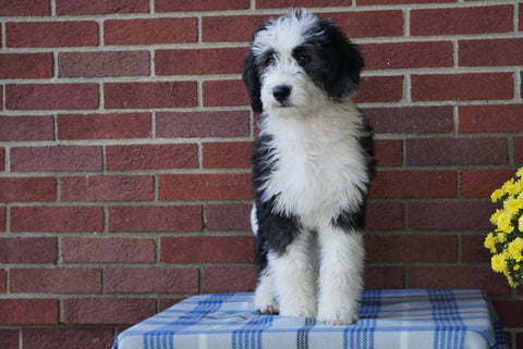 Mini Bernedoodle For Sale Applecreek, OH Male - Cody