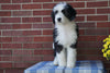Mini Bernedoodle For Sale Applecreek, OH Male - Cody