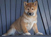 AKC Registered Shiba Inu For Sale Millersburg, OH Male - Prancer