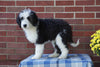 Mini Bernedoodle For Sale Applecreek, OH Male - Cody