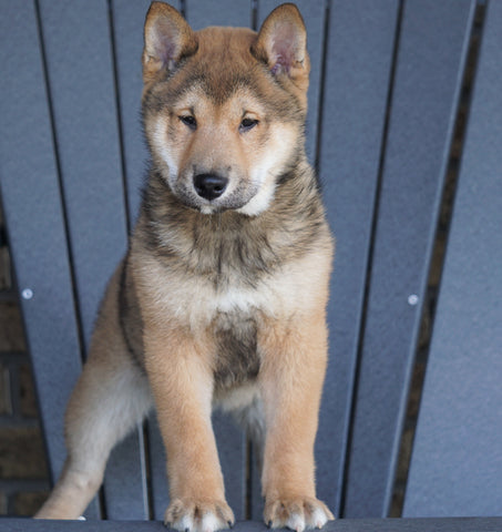 AKC Registered Shiba Inu For Sale Millersburg, OH Male - Dasher