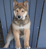 AKC Registered Shiba Inu For Sale Millersburg, OH Male - Dasher