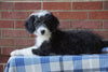 Mini Bernedoodle For Sale Applecreek, OH Female - Candice