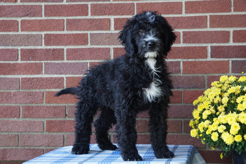Mini Bernedoodle For Sale Applecreek, OH Male - Cory