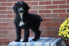 Mini Bernedoodle For Sale Applecreek, OH Male - Cory