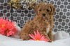 Cavapoo For Sale Fredericksburg, OH Female - Macey