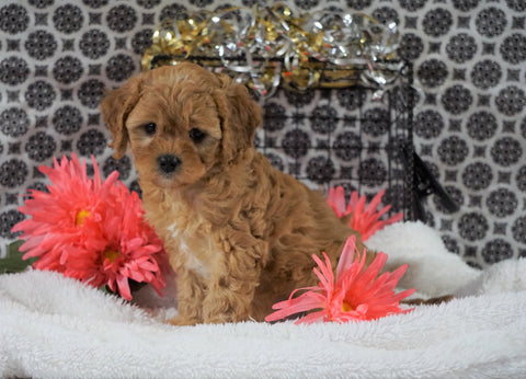 Cavapoo For Sale Fredericksburg, OH Female - Mindy