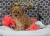 Cavapoo For Sale Fredericksburg, OH Female - Mindy