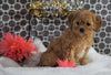 Cavapoo For Sale Fredericksburg, OH Female - Mindy