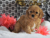 Cavapoo For Sale Fredericksburg, OH Female - Mindy