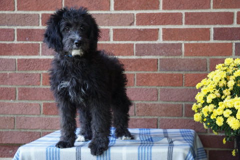 Mini Bernedoodle For Sale Applecreek, OH Male - Cocoa