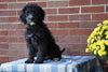 Mini Bernedoodle For Sale Applecreek, OH Male - Cocoa