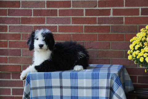 Mini Bernedoodle For Sale Applecreek, OH Female - Callie
