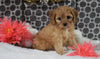 Cavapoo For Sale Fredericksburg, OH Female - Molly