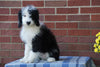 Mini Bernedoodle For Sale Applecreek, OH Female - Callie