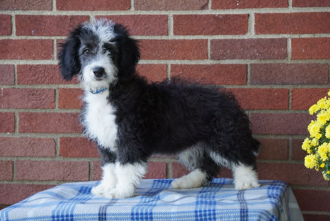 Mini Bernedoodle For Sale Applecreek, OH Male - Conner