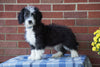Mini Bernedoodle For Sale Applecreek, OH Male - Conner