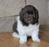 AKC Registered Newfoundland For Sale Dalton , OH Male - Boomer