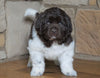 AKC Registered Newfoundland For Sale Dalton , OH Male - Boomer