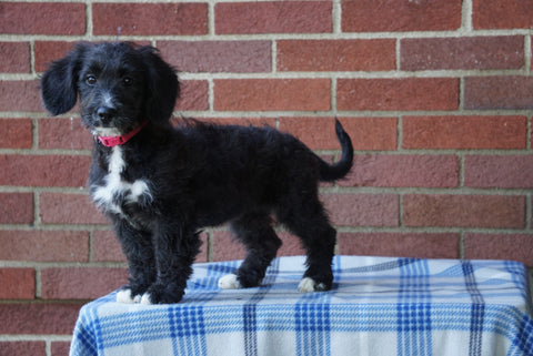 Mini Bernedoodle For Sale Applecreek, OH Female - Casey