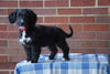 Mini Bernedoodle For Sale Applecreek, OH Female - Casey