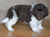 AKC Registered Newfoundland For Sale Dalton , OH Male - Boomer