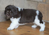 AKC Registered Newfoundland For Sale Dalton , OH Male - Boomer