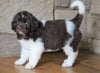 AKC Registered Newfoundland For Sale Dalton , OH Female - Bella