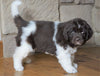AKC Registered Newfoundland For Sale Dalton , OH Female - Bella
