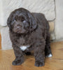 AKC Registered Newfoundland For Sale Dalton , OH Male - Moose