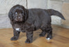 AKC Registered Newfoundland For Sale Dalton , OH Male - Moose