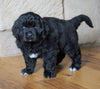 AKC Registered Newfoundland For Sale Dalton, OH Male - Buster