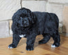 AKC Registered Newfoundland For Sale Dalton, OH Male - Buster