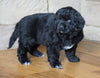 AKC Registered Newfoundland For Sale Dalton, OH Male - Buster
