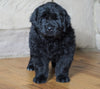 AKC Registered Newfoundland For Sale Dalton, OH Male - Rambo