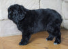 AKC Registered Newfoundland For Sale Dalton, OH Male - Rambo