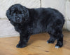 AKC Registered Newfoundland For Sale Dalton, OH Male - Rambo