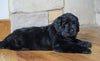 AKC Registered Newfoundland For Sale Dalton, OH Male - Rambo