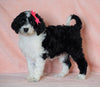 F1B Sheepadoodle For Sale Baltic, OH Female- Dori -CHECK OUT OUR VIDEO-