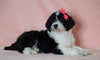 F1B Sheepadoodle For Sale Baltic, OH Female- Dori -CHECK OUT OUR VIDEO-