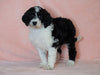 F1B Sheepadoodle For Sale Baltic, OH Female- Dori -CHECK OUT OUR VIDEO-