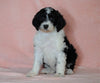 F1B Sheepadoodle For Sale Baltic, OH Female- Dori -CHECK OUT OUR VIDEO-