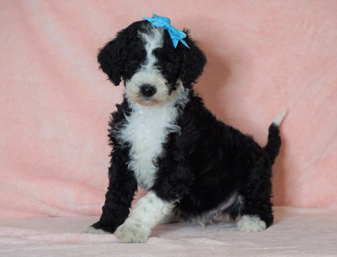 F1B Sheepadoodle For Sale Baltic, OH Male- Rocky -CHECK OUT OUR VIDEO-